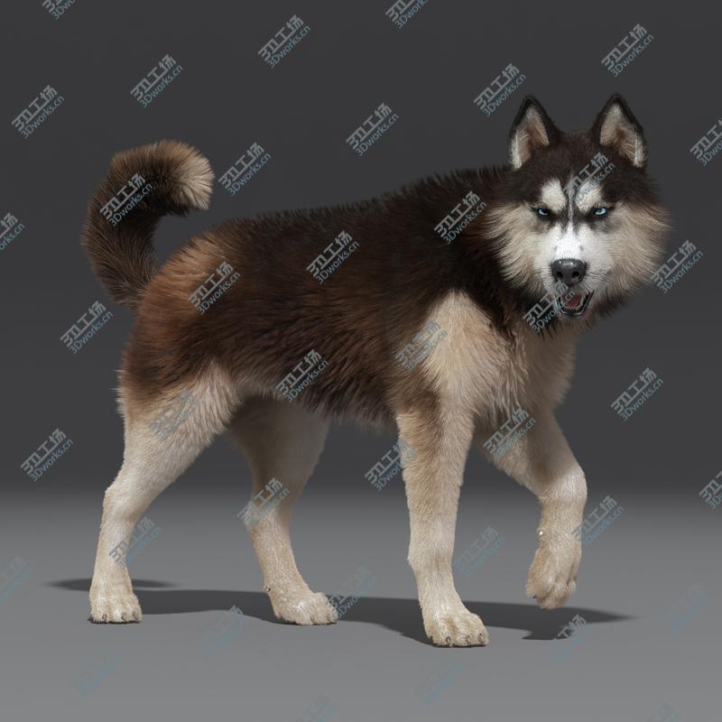 images/goods_img/202105074/Siberian Husky(2)(FUR)(ANIMATED)/5.jpg